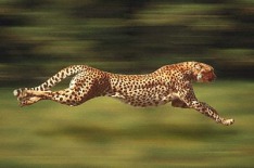The Cheetah Generation